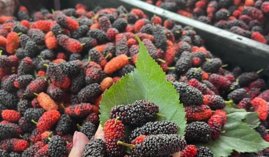 Loại quả được ví như ‘thuốc bổ' đang vào mùa bán đầy chợ Việt giá chỉ 20.000 đồng/kg