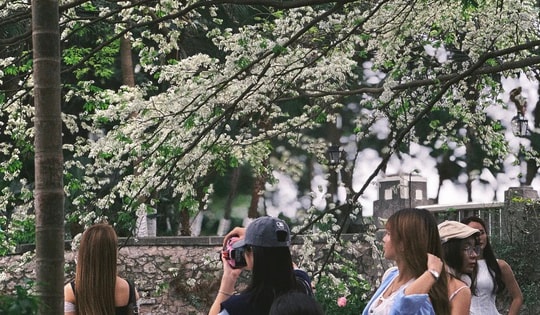 'Giữa bê tông' hoa xoan vẫn nở, Hà Nội giữ lại được bao nhiêu phần dịu dàng?