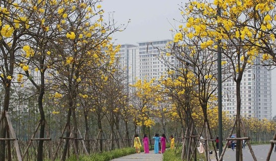 5 địa điểm check-in hoa phong linh vàng rực ở Hà Nội