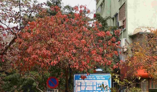 6 địa điểm check-in lộc vừng mùa thay lá ở Hà Nội