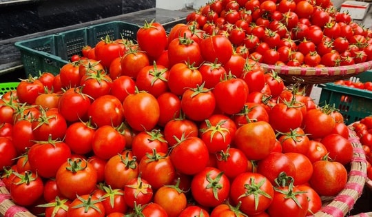 Loại quả có khả năng phòng chống ung thư, vào mùa rụng đầy gốc giá chỉ vài nghìn đồng/kg