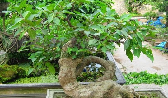 Trồng cây phong thủy trước nhà mang lại những lợi ích bất ngờ về tài vận, sức khỏe và xua đổi tà khí