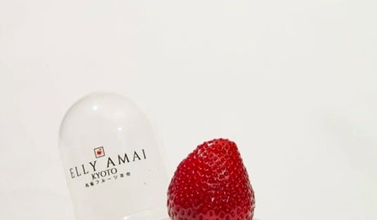 Hơn 500 nghìn đồng một quả dâu tây Nhật Bản