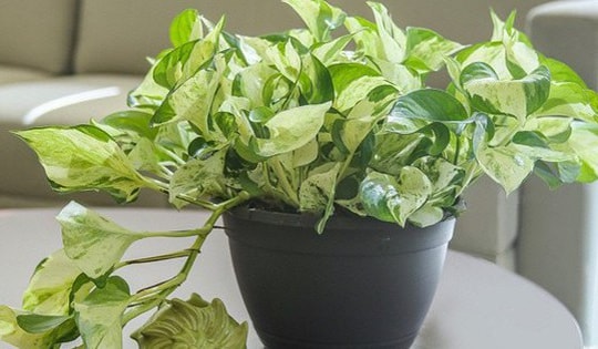 Đây mới là hướng đặt cây trầu bà sữa mang lại tài lộc, may mắn và sự hòa thuận cho gia đình