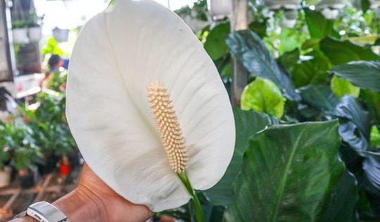 Những tác dụng nổi bật của cây lan ý khi trồng làm cảnh trong môi trường nội thất, văn phòng