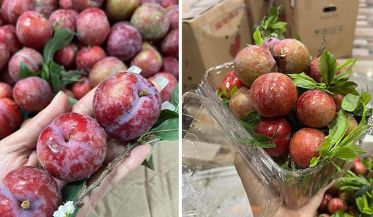 Mận hậu đầu mùa giá đắt đỏ, giá sỉ tại vườn cao hơn trái cây nhập khẩu