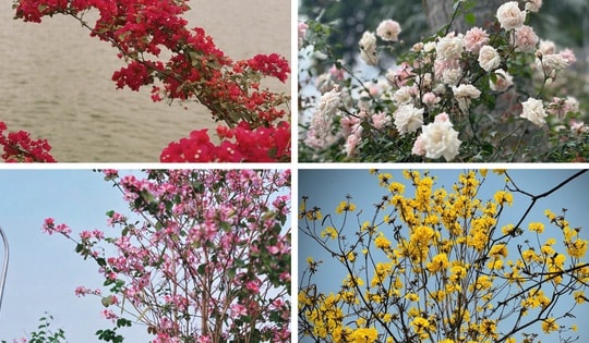 Bản giao hưởng tháng Ba - khi Hà Nội 'cất lời' bằng sắc hoa