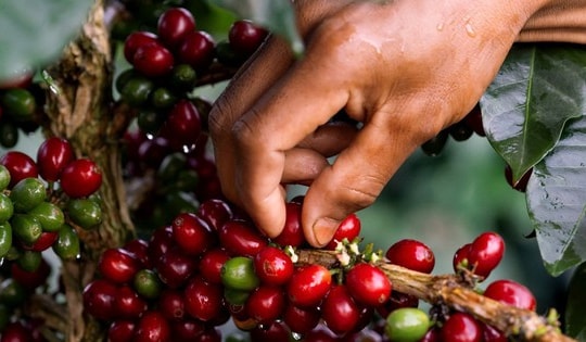 Trà Casara: Biến 'phế phẩm' vỏ cà phê thành siêu phẩm trà