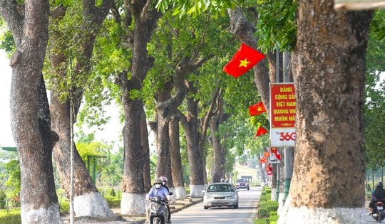 Vẻ đẹp của hàng xà cừ cổ thụ hơn nửa thế kỷ trên quê hương Bác Hồ