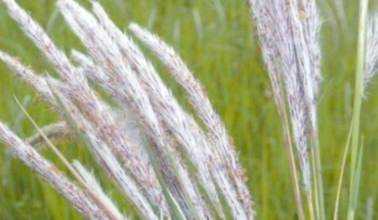 Cỏ dại mọc hoang khắp Việt Nam, đào rễ lên phát hiện cả “kho tiền”