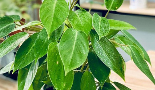 Đây là lý do cây trầu bà tỷ phú đem lại nhiều tài lộc, phú quý cho người mang mệnh sau sở hữu nó