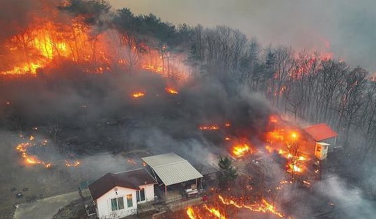 Hàn Quốc bắt giữ nghi phạm gây thảm họa cháy rừng làm ít nhất 26 người tử vong