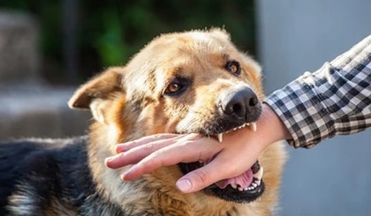 Người đàn ông 48 tuổi tử vong do bị chó nhà cắn