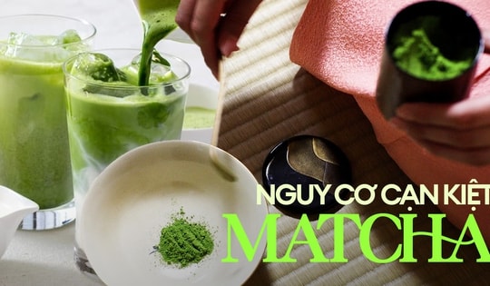 Hàng triệu tín đồ matcha sốc khi biết lý do 'bột trà xanh' dần cạn kiệt, có 1 nguyên nhân nhiều người không ngờ tới