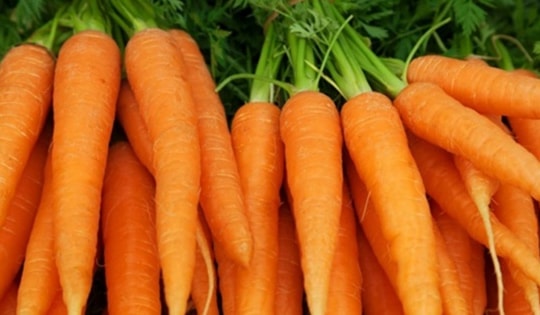 Điều gì xảy ra với cơ thể khi ăn cà rốt thường xuyên?
