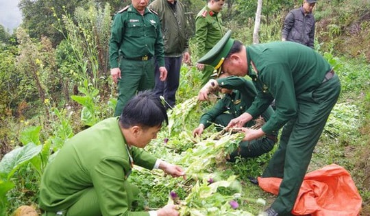 U70 giấu gần 1.000 cây thuốc phiện trong vườn rau cải