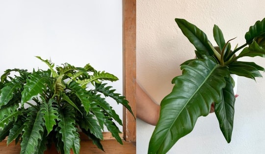 Các loại cây trầu bà độc đáo mà ai yêu thích trồng cây cảnh nhất định phải biết