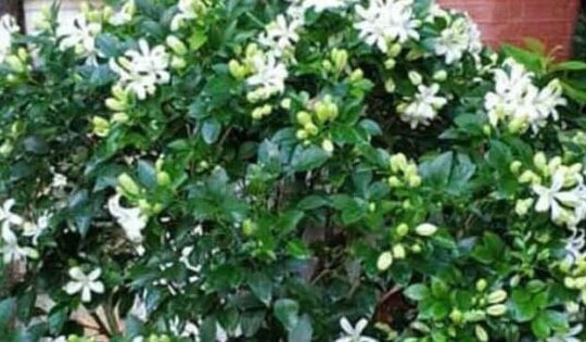 Đây mới là loại cây hút ẩm và khử mùi hôi, nấm mốc trong nhà hiệu quả