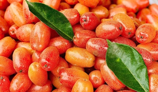 Nhót chín hạ giá, tiểu thương nhập hàng bán đầy thị trường giá vài chục nghìn đồng/kg