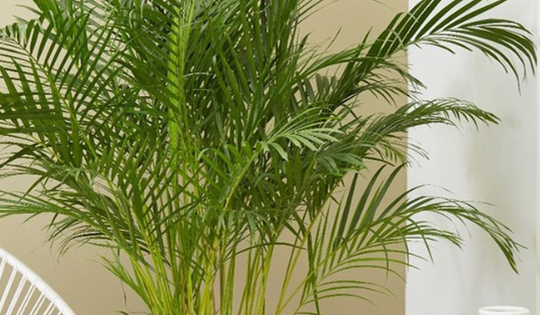 Dùng điều hòa không lo khô da, không lo không khí ô nhiễm nhờ trồng cây này trong nhà