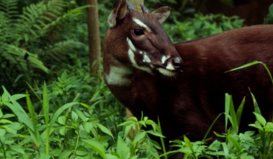 Huế tiếp nhận hàng tỷ đồng bảo vệ động vật hoang dã, được mệnh danh 'Kỳ lân châu Á'