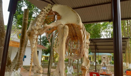 Cách nào bảo tồn voi rừng quý hiếm đang có nguy cơ tuyệt chủng?