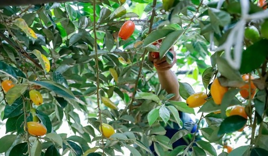 Thủ phủ nhót lớn nhất Hà Nội tất bật vào vụ