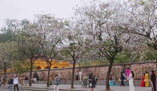 Hà Nội tháng 3 rợp sắc hoa