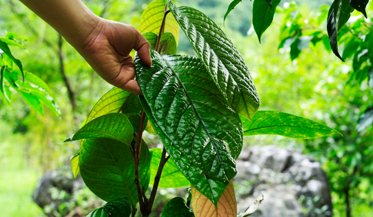 Việt Nam có loại cây trà quý hiếm: 'Thần dược' ra sao mà người Trung Quốc lùng mua cả cây, hoa, lá?