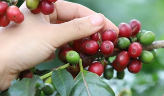 Giá cà phê hôm nay 3/4: Cà phê thế giới giảm mạnh trên 2 sàn