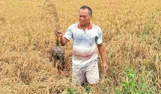 Lúa chết bất thường ven đường cao tốc, cách gì khắc phục?