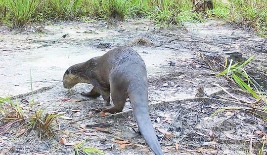 Những điều đặc biệt về rái cá vuốt bé cực kỳ quý hiếm ở Phú Quốc