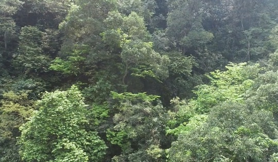 Cận cảnh rừng mai hàng trăm năm tuổi giữa đại ngàn Đakrông