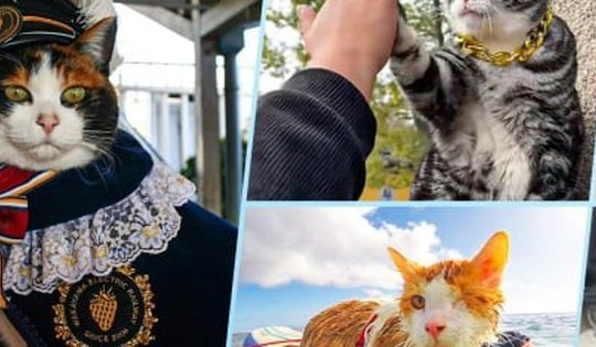 5 chú mèo thành 'idol mạng', có hàng triệu người hâm mộ khắp thế giới