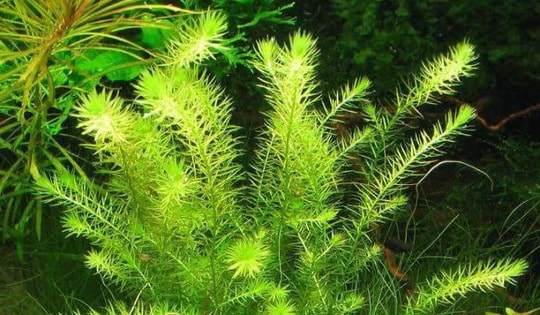 Một số cây cảnh sống trong nước dành cho ngươi chơi bể thủy sinh