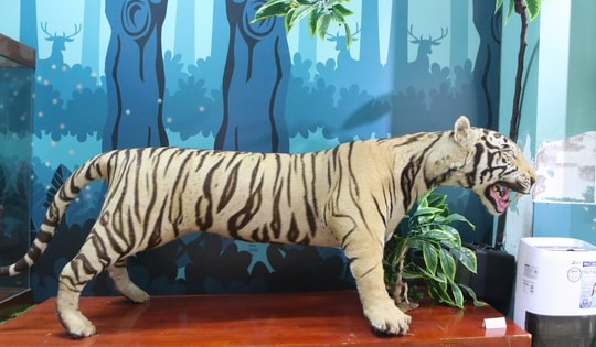 Bên trong nơi lưu giữ bộ sưu tập mẫu vật động vật quý hiếm ở Huế