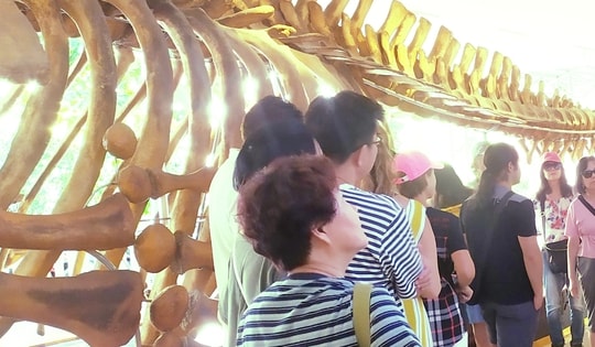 Du khách thích thú đi xem bộ xương động vật quý hiếm ‘khổng lồ’ ở Khánh Hòa