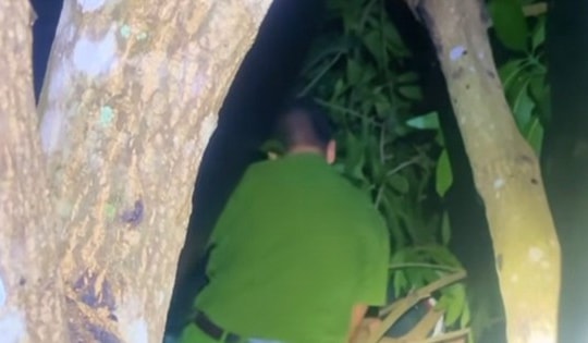 Bé 9 tuổi ngủ quên trên ngọn cây xoài