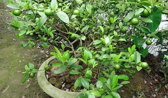 Những cây ăn trái trồng chậu dễ chăm sóc, ra quả quanh năm