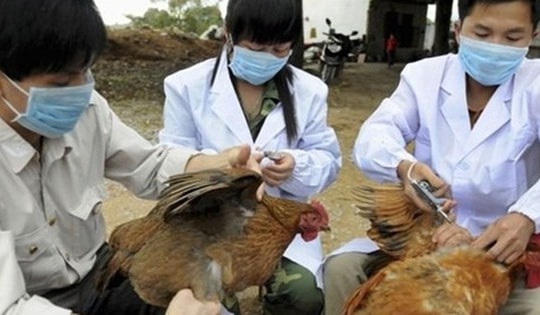 Dịch bệnh trên gia súc, gia cầm tăng mạnh, Thủ tướng chỉ đạo tăng cường phòng, chống