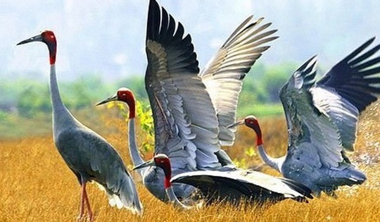 Đưa sếu đầu đỏ từ Thái Lan về Vườn quốc gia Tràm Chim để sinh sản