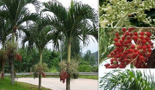 Đây mới là ý nghĩa của cây cau cảnh quả đỏ mang lại tài lộc và may mắn cho gia chủ