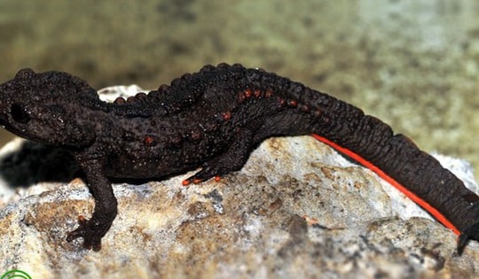 Loài động vật chưa từng phát hiện trên thế giới ở Cao Bằng có gì đặc biệt?