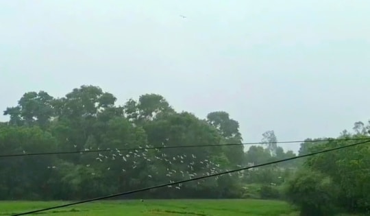 Video đàn cò nhạn quý hiếm xuất hiện ở Huế