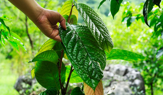 Việt Nam có loại cây trà quý hiếm: "Thần dược" ra sao mà người Trung Quốc lùng mua cả cây, hoa, lá?