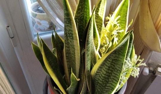 Cây lưỡi hổ ra hoa là điềm tốt hay xấu?