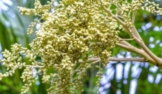 Trồng cây cau cảnh trong nhà sẽ hạn chế được tia tử ngoại từ các thiết bị điện gây hại cho con người