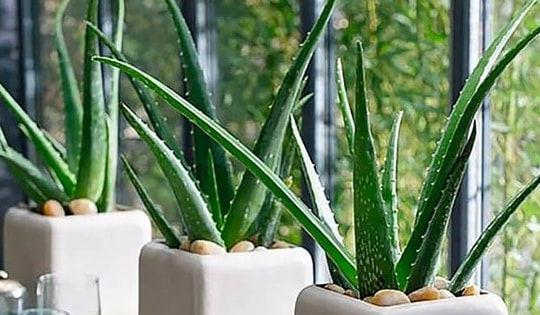 Loại lá nhơn nhớt được trồng như cây cảnh trong nhà, khi làm cách này sẽ giúp chống rụng tóc, kích thích mọc tóc và ổn định đường huyết