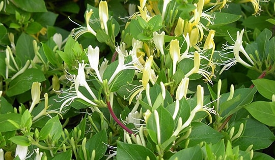 Trồng cây này trong nhà sẽ giàu có