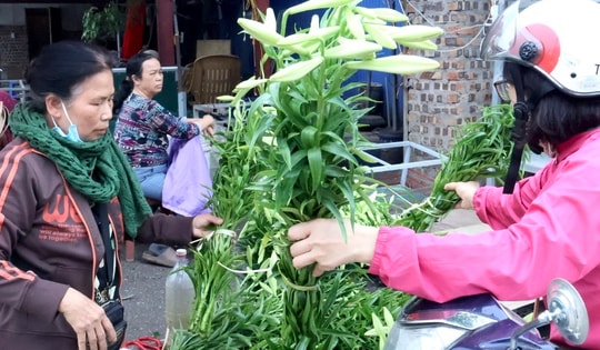 Hoa loa kèn trắng tinh khôi tô điểm phố phường Hà Nội ngày giao mùa